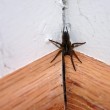 This is NOT a brown recluse spider.