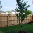 backyard area compared to other neighbors' trees
