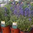 purple-salvia-home-depot.jpg
