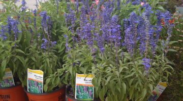 purple-salvia-home-depot.jpg