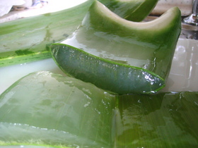 aloe-vera-plant-sliced-open-by-Food-Trails.jpg