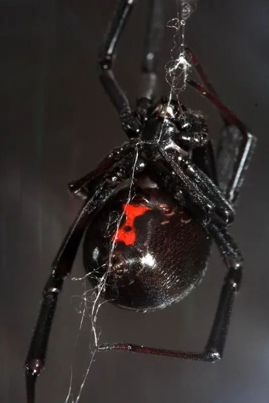 American Widow Spider