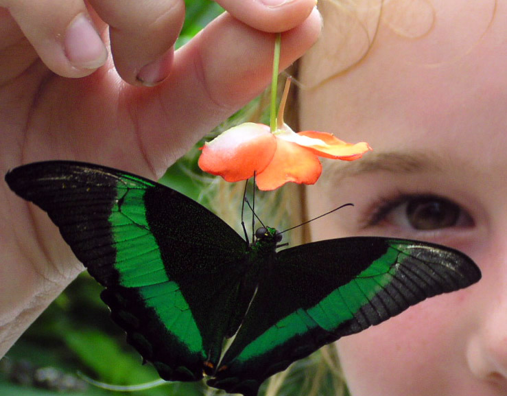 butterfly gardens  how to build a garden that will attract butterflies