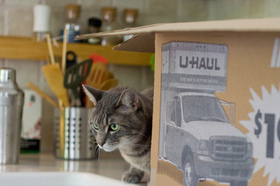 cat-and-moving-box-by-mava.jpg