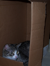 cat-in-a-box-by-frogs_rock_my_socks.jpg