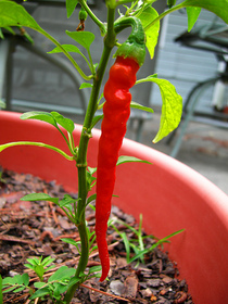 cayenne-pepper-plant-by-Grumpy-Chris.jpg