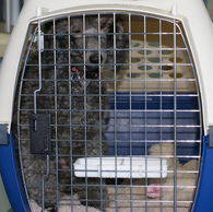 dog-in-pet-carrier-at-airport-by-ninjapoodles.jpg