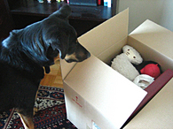 dog-moving-box-by-harmonicagoldfish.jpg