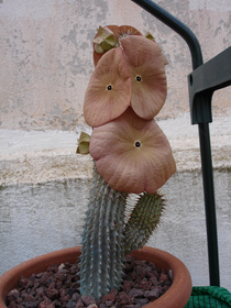 hoodia-gordonii-by-jarekcactus.jpg