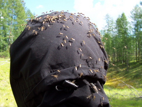 mosquitoes-in-Siberia-by-misspudding.jpg