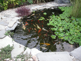 pond-fish-by-Super-Fantastic.jpg