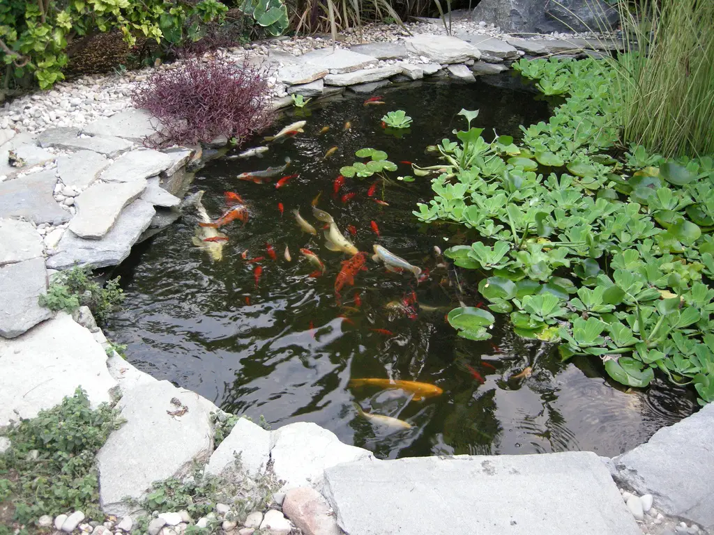 Small Fish Ponds