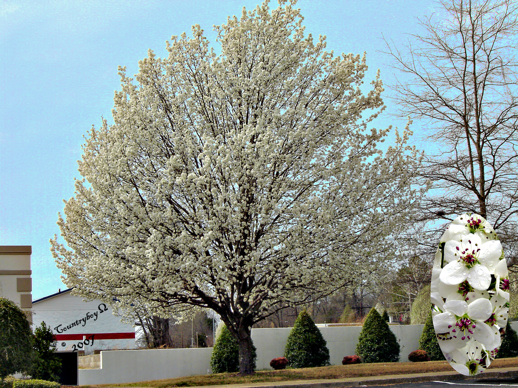 The Many Downsides Of Planting Bradford Pear Trees + Pruning Tips DIY