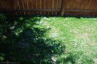 10-days-after-scotts-grass-repair.jpg