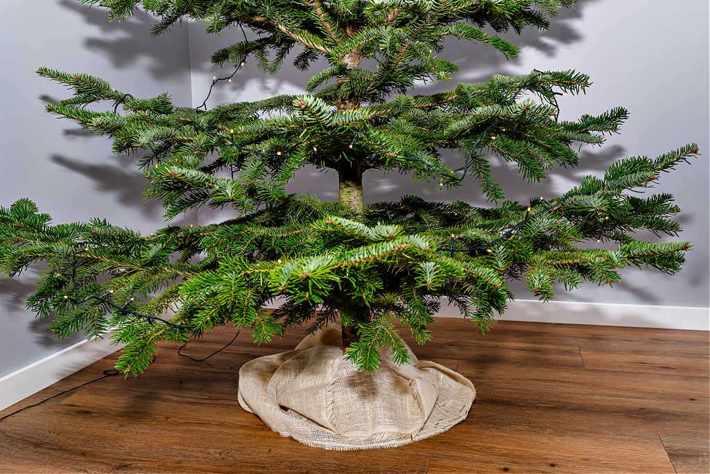 How To Get Rid Of Christmas Tree Mold On Christmas Trees & Wreaths To