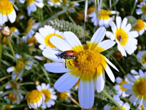 Daisies, ladybugs, and beetles are all good things for DIY garden pest control.