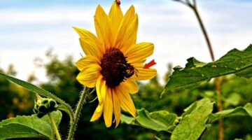Are Invasive Species Of Insects Destroying Your Plants? Here Are 4 Ways To Rejuvenate Your Garden By Attracting Beneficial Insects