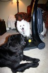 Bissell pro-heat is a must if you have pets... especially two dogs!