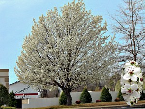 bradford-pear-tree-and-blooms-by-countryboy1949.jpg