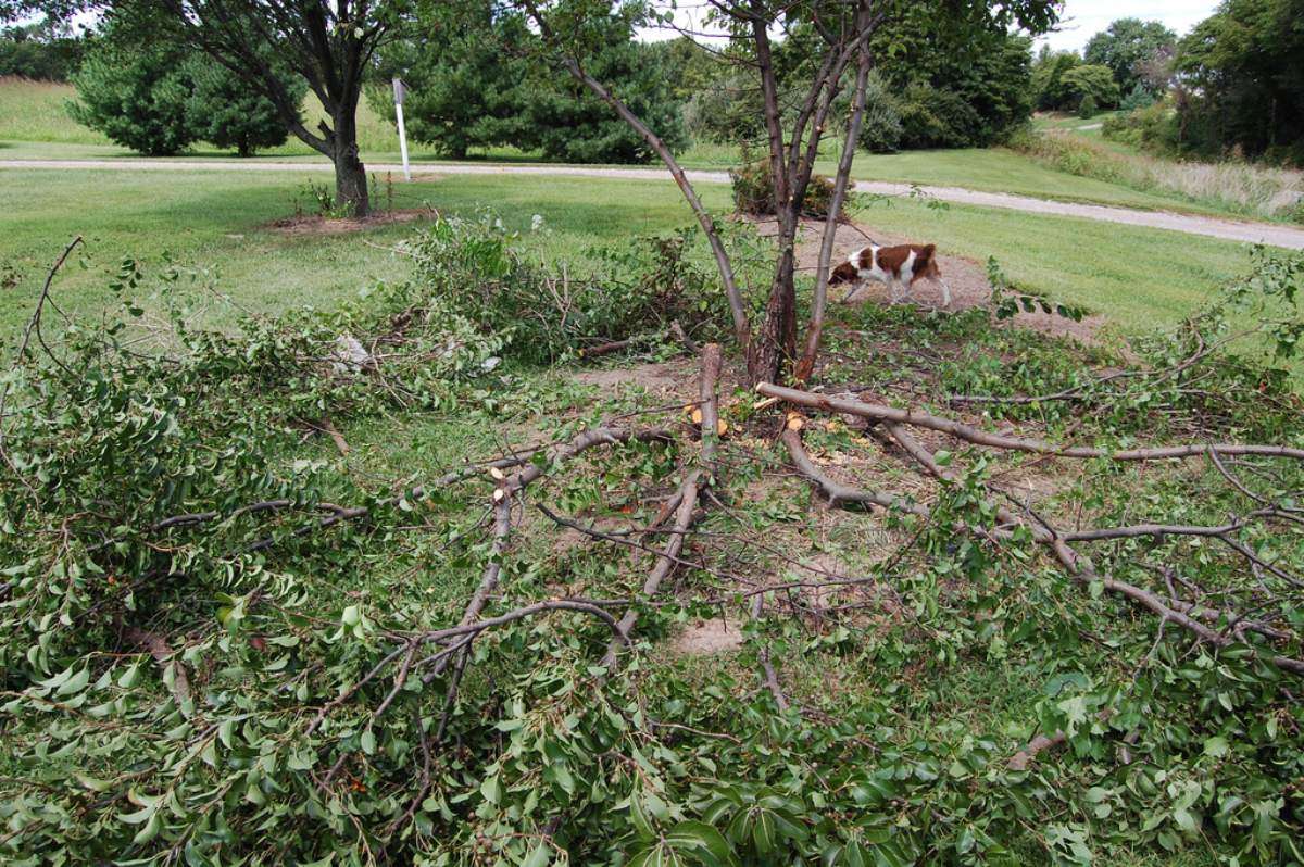 bradford-pear-tree-regrowth