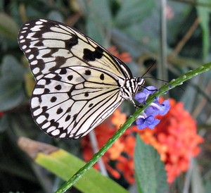 butterfly-gardens-by-SearchNetMedia.jpg