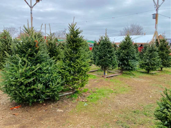 Christmas tree farms cut trees months ahead (even before Thanksgiving) so they will arrive on time at Christmas tree lots for sale. During the packing and shipping process is where the potential for Christmas tree mold is great.