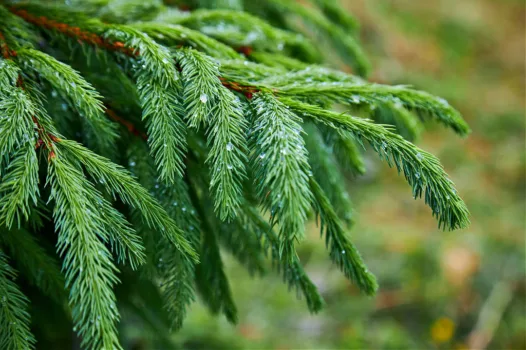 Rain, snow, and even humidity can leave condensation on pre-cut Christmas trees (and wreaths) before they even get to your home. The condensation quickly turns to mold. Here's how to avoid bringing the mold into your home.