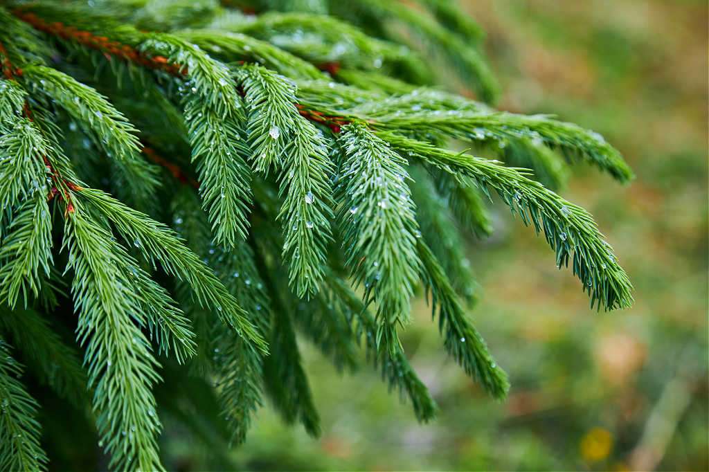 How To Get Rid Of Christmas Tree Mold On Christmas Trees & Wreaths To