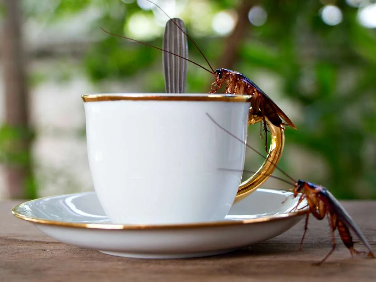 Yes, roaches like coffee! Here's why...