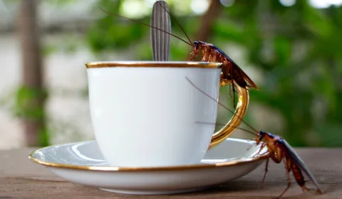 Find Cockroaches In Your Coffee Maker? (I Did) Here’s Why Roaches Like Coffee Machines, Plus How To Get Rid Of Roaches & Disinfect Your Coffee Maker