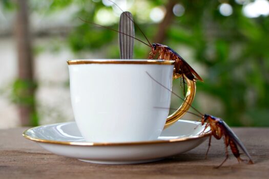 Yes, roaches like coffee! Here's why... 
