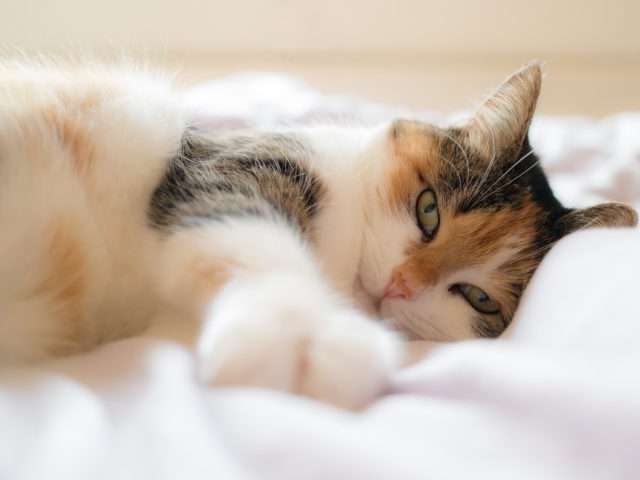 Your pets will love your down pillows too -- ours do! Your pets will love your down pillows too -- ours do!
