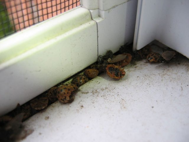 How Do You Get Rid Of Ladybugs In The House See What Attracts Ladybugs In Your House And How To Get Rid Of Ladybirds Asian Beetles And Ladybugs The Diy Household