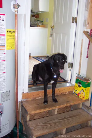 Our dog, waiting patiently on the garage steps. 