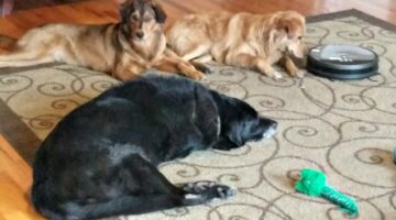 My Review Of The iLife Robot Vacuum Cleaner… In A 3,700 Sq. Ft. 2-Story House With 3 Dogs!