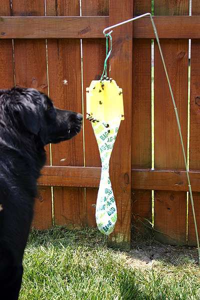 Our dog sniffing the actual Japanese Beetles which line the rim of the Bag-a-Bug trap.