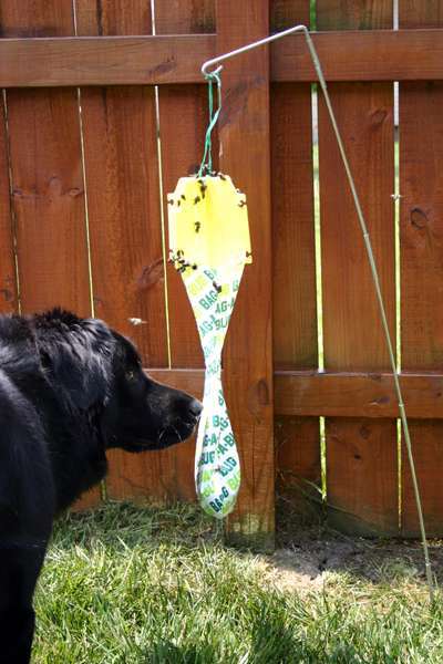 Our dog checking the contents of the bug bag by sniffing it up close.