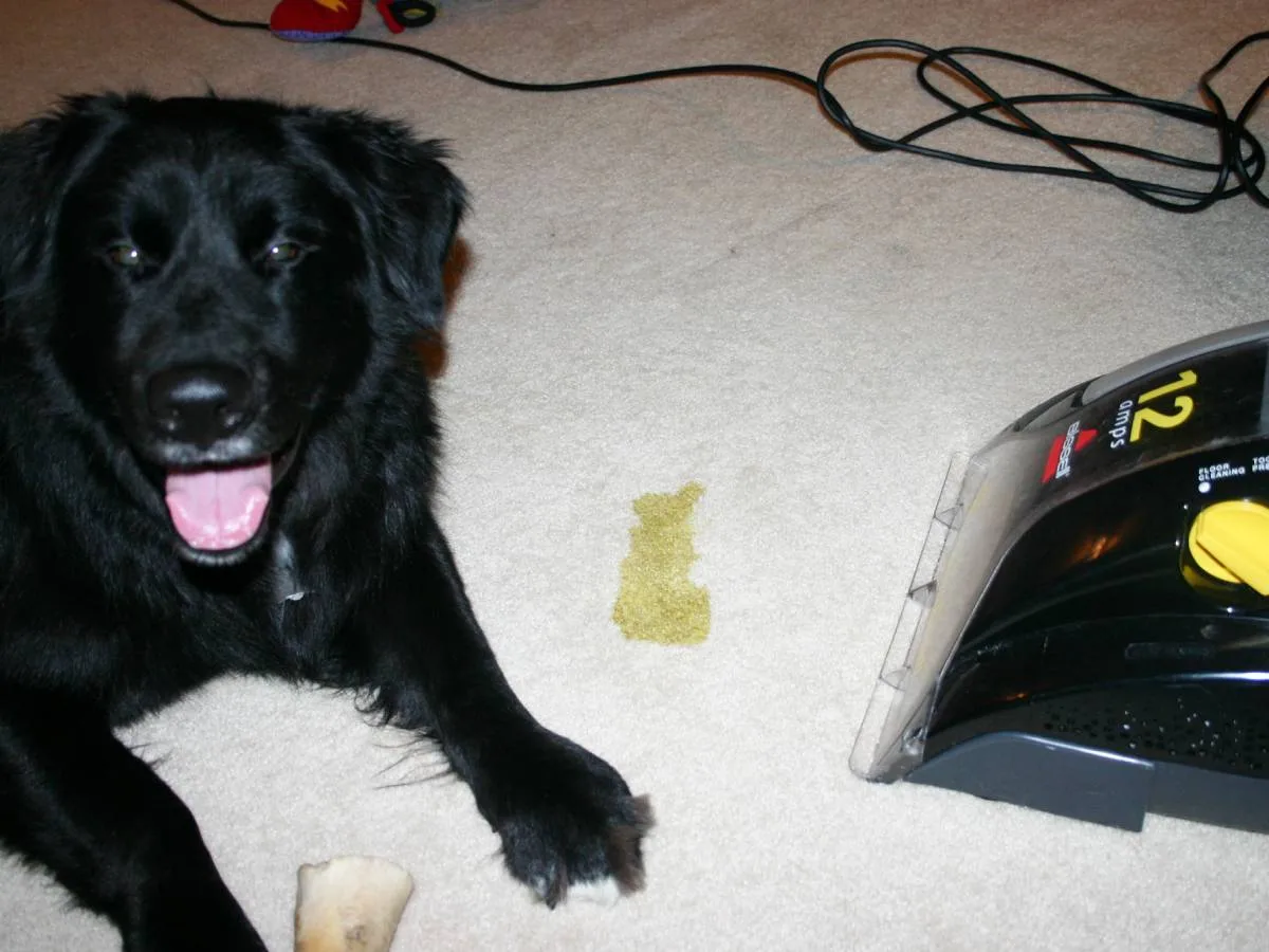 The Bissell Pro-Heat carpet cleaner works wonders on pet stains like dog vomit.