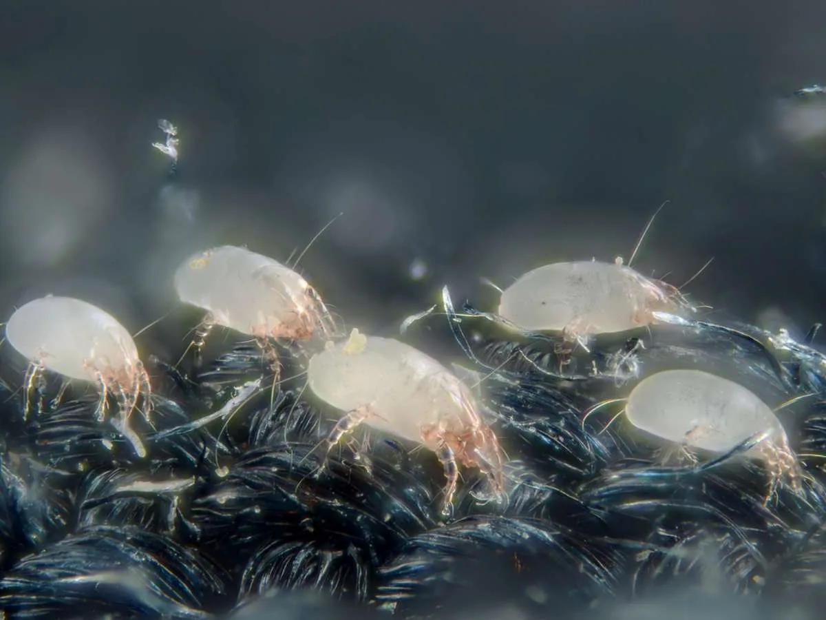 A closeup of dust mites that accumulate throughout your house. 