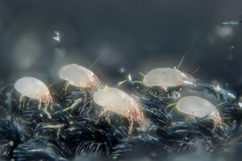 dust-mites-photo