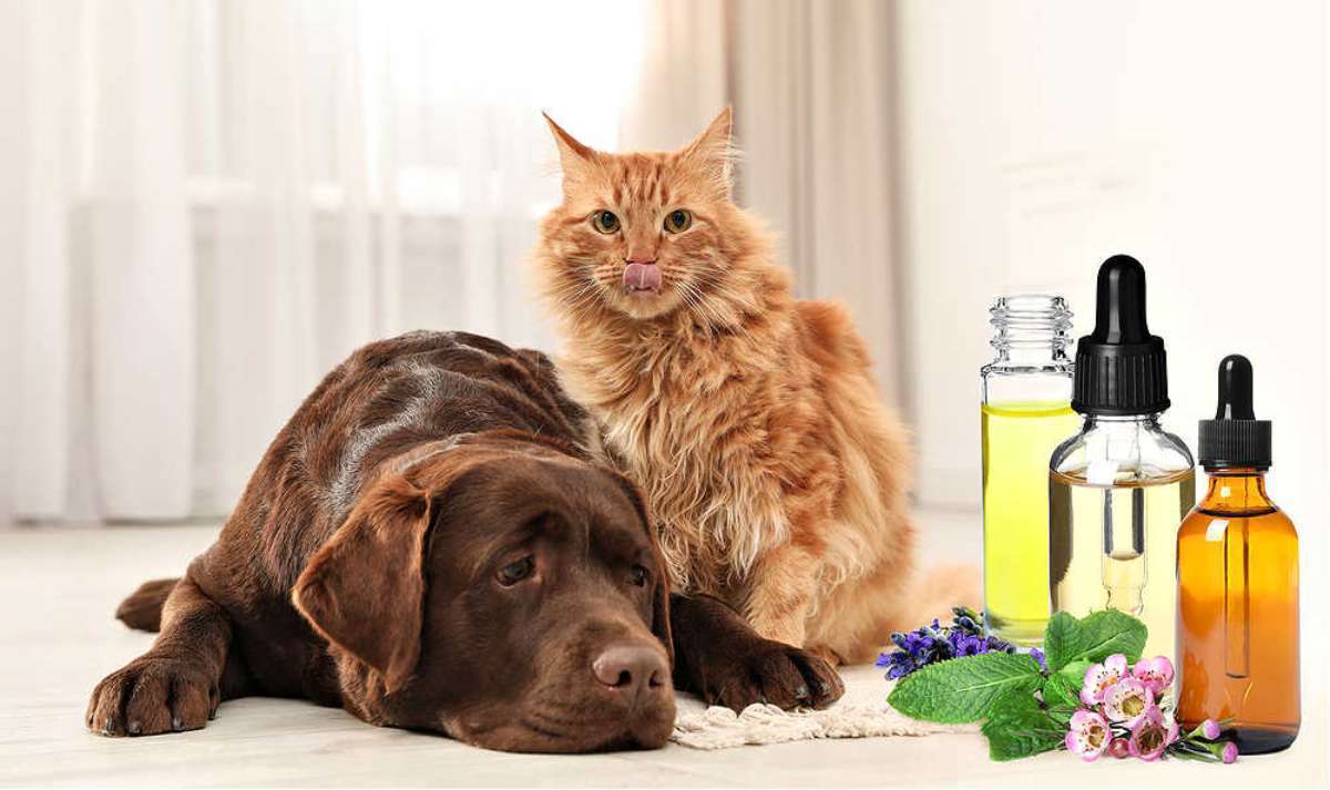 essential-oils-safe-for-dogs-and-cats The essential oils you use around your pets matter! First, make sure the oils are from one of these brands of essential oils safe for dogs. Then make sure your dog can leave the space if they don't like the smell.