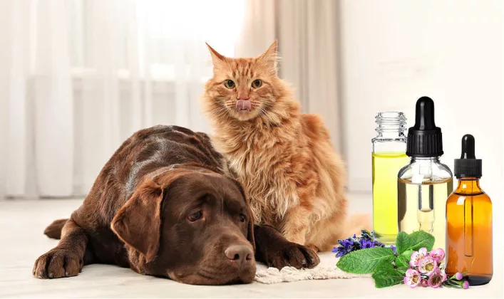 The essential oils you use around your pets matter! First, make sure the oils are from one of these brands of essential oils safe for dogs. Then make sure your dog can leave the space if they don't like the smell.