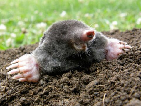 How To Get Rid Of Moles In Your Yard: The Ultimate Guide To Ground Mole Removal From A Pest Control Expert!