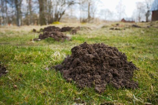 Your mole mounds might not be this large, but it's not the size that matters... it's the ability of moles to dig up your yard and garden!