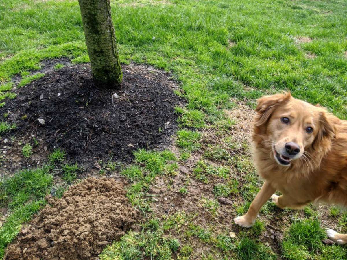 Some dogs dig at the ground mole holes and mounds of dirt. Mine don't.