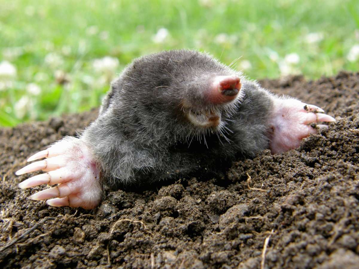 https://household-tips.thefuntimesguide.com/files/ground-mole.jpg