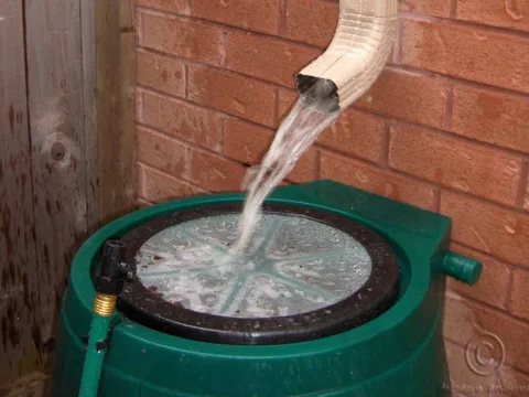A rain barrel in action - collecting rain water. 