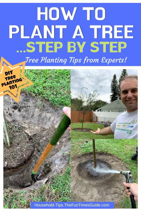 how-to-plant-a-tree-step-by-step How to plant a tree step by step