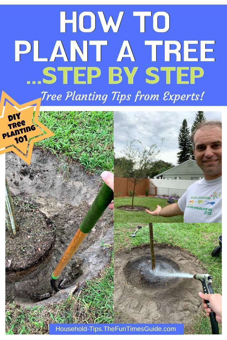 how-to-plant-a-tree-step-by-step How to plant a tree step by step