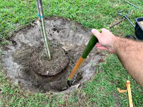 Placing the new tree into the hole